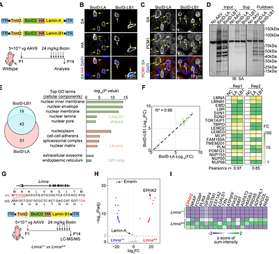Lmna deficiency promotes EPHX2 nuclear translocation to ameliorate cardiac dysfunction in mice