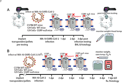 SARS-CoV-2 induces acute neurological signs while Calcitonin Gene-Related Peptide (CGRP) signaling blockade reduces interleukin 6 (IL-6) release and weight loss in mouse models