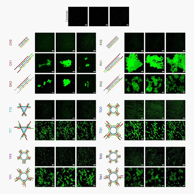 DNA cross-over motifs based, programmable supramolecular hydrogels for mechanoregulatory effects of cellular behaviour and cytoskeleton reorganization