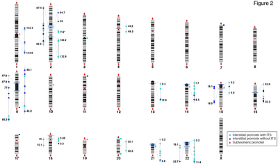 TERRA transcripts and promoters from telomeric and interstitial sites