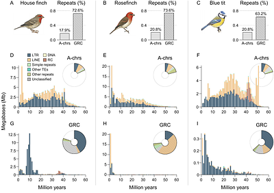Avian germline-restricted chromosomes are reservoirs for active long-terminal-repeat retroviruses