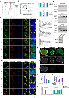 Spatio-temporal mass spectrometry in living cells reveals regulators of cuproptosis