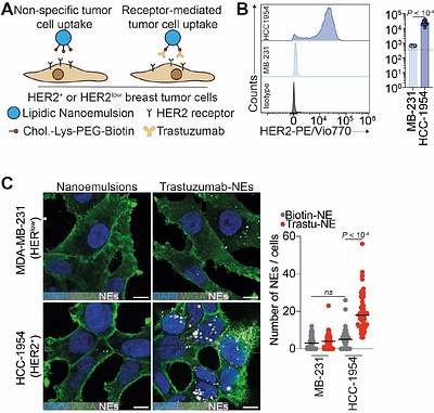 Functionalization of lipid nanoemulsions with humanized antibodies using plug-and-play cholesterol anchor for targeting cancer cells