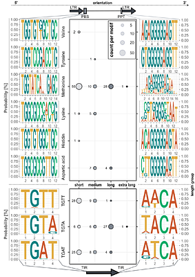 Hide and seek: de novo identification in sugar beet reveals impact of non-autonomous LTR retrotransposons