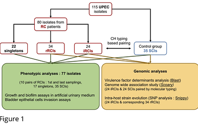 Are Escherichia coli causing recurrent cystitis just ordinary Uropathogenic E. coli (UPEC) strains?