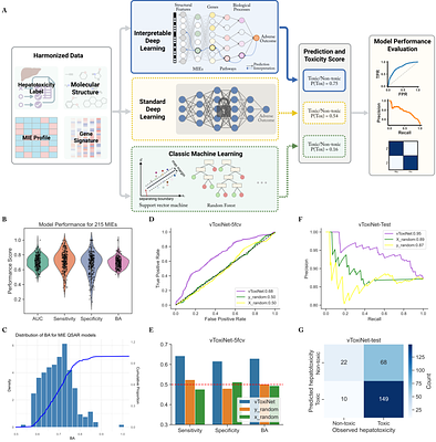 vToxiNet: a biologically constrained deep learning framework for interpretable prediction of drug-induced hepatotoxicity