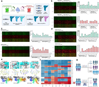 Restoration of tumor suppressor protein with enhanced activity using engineered tRNAs to induce tumor regression
