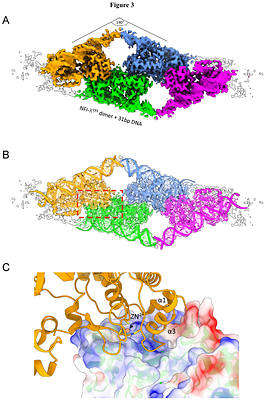 Structural bases for Nuclear Factor 1-X activation and DNA recognition. Prototypic insight into the NFI transcription factor family