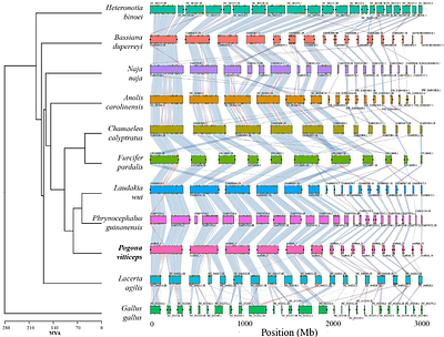 A telomere to telomere phased genome assembly and annotation for the Australian central bearded dragon Pogona vitticeps