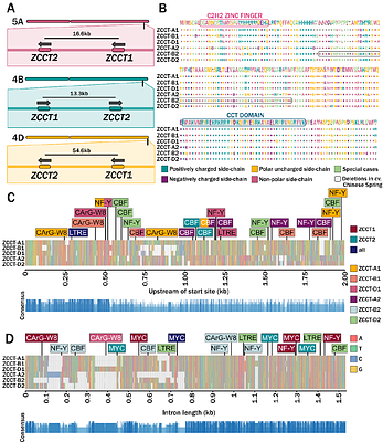 VERNALIZATION2 (VRN2) alters early tiller development in a facultative spring hexaploid bread wheat (Triticum aestivum)