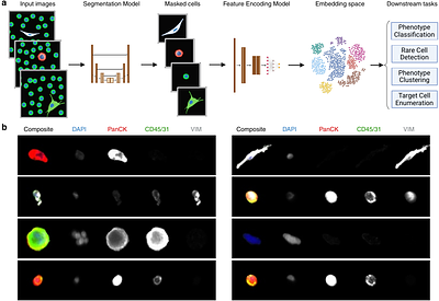 Contrastive Representation Learning for Single Cell Phenotyping in Whole Slide Imaging of Enrichment-free Liquid Biopsy
