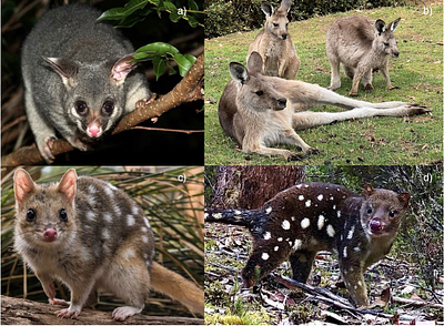 Ethyl-iophenoxic acid as a serum biomarker for marsupial species in oral bait trials