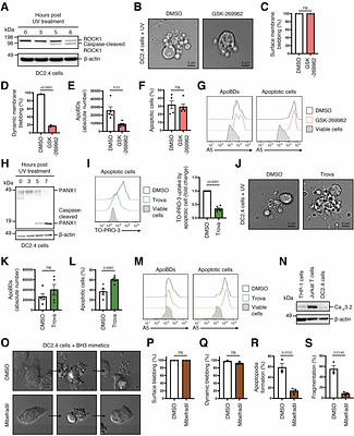 Biogenesis and antigen presentation properties of dendritic cell-derived apoptotic bodies