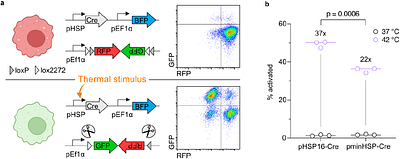 Thermally controlled state switches for macrophage immunotherapy