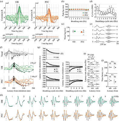 Nasal inhalations and exhalations evoke distinct prefrontal-cortex responses with constant latency