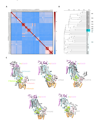 Sequence Analysis of P4-ATPases Reveals the Structural Determinants for the Stable Monomeric P4B-ATPase Phospholipid Transporters.