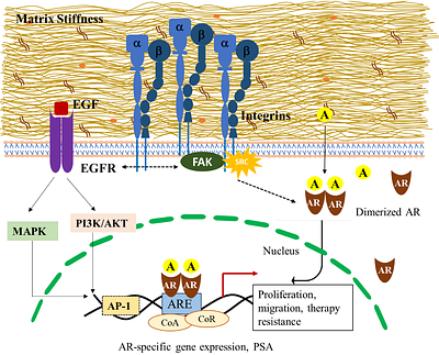 ECM (collagen) mediated signaling drives the emergence of androgen independence in prostate cancer cells