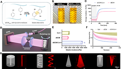 Volumetric printed biomimetic scaffolds support in vitro lactation of human milk-derived mammary epithelial cells