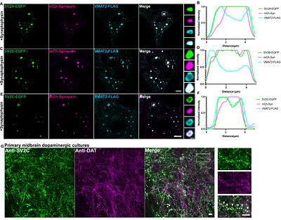 Dopamine vesicles are specified by mechanisms overriding canonical synaptic vesicle size constraints