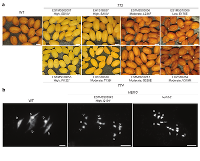 A fully sequenced collection of homozygous EMS mutants for forward and reverse genetic screens in Arabidopsis thaliana