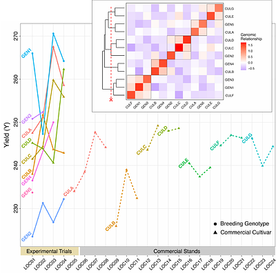 How to enviromically predict breeding genotypes as if they were commercial cultivars?