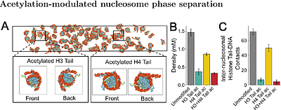 Charge Imbalance Drives Salt-Optimized Nucleosome Phase Separation under Physiological Conditions