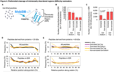 Hidden Structural Bias in Proteomics: Sonication-induced Selective Fragmentation of Intrinsically Disordered Regions
