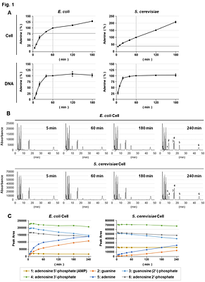 Improved adenine-HPLC method for quantifying yeast based on cellular DNA content