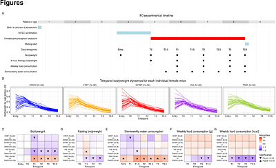 Offspring effect of maternal preconception exposure to metabolic disruptors