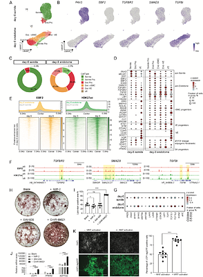 Endotome as a Source of Human Peri-Aortic Brown Adipocytes