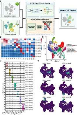Single-cell RNA sequencing uncovers cell-type-specific reprogramming of water-channel and cell-wall genes in PFOA uptake by lettuce root tips