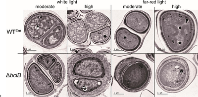 Synthesis of C8-vinyl chlorophylls d and f impairs far-red light photoacclimation and growth under far-red light