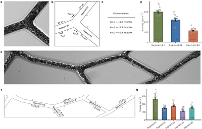 Integrated Framework for Multiscale Microvascular Models