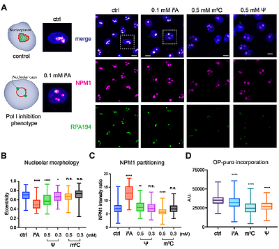 Metabolism of epigenetic ribonucleosides leads to nucleolar stress and cytotoxicity
