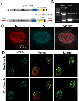 A novel FRET-force biosensor for nucleoporin gp210 reveals that the nuclear pore complex experiences mechanical tension