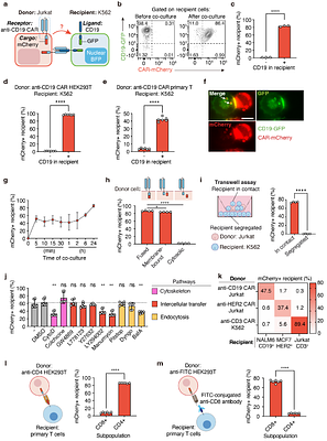 Programmable macromolecule delivery via engineered trogocytosis