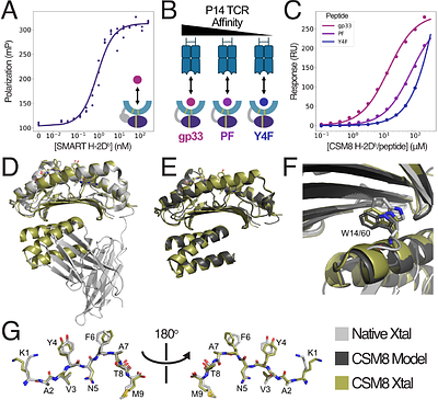 Design of solubly expressed miniaturized SMART MHCs