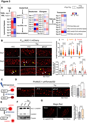 Microbial Tryptophan Metabolism Activates Host Lysosomal Activity to Facilitate Lipid Breakdown and Ameliorate Hepatic Steatosis