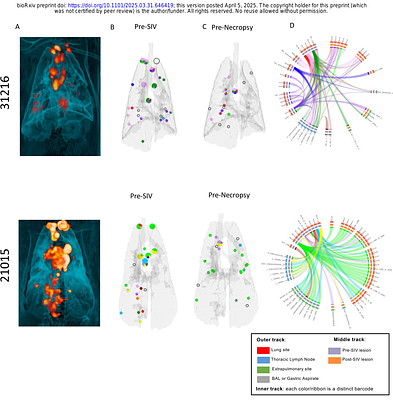 Characterizing PET CT patterns and bacterial dissemination features of tuberculosis relapse in the macaque model