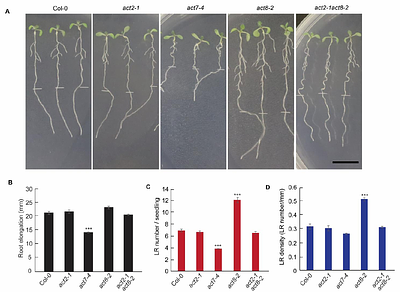 Actin isovariant ACT2-mediated cellular auxin homeostasis regulates lateral root organogenesis in Arabidopsis thaliana