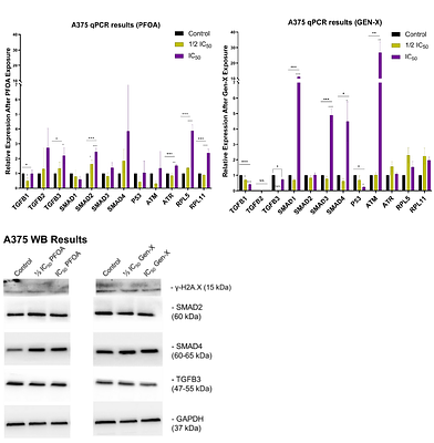 Exposure to per- and polyfluoroalkyl substances elicits cell type-specific impacts on p53 and TGF-β signaling pathways