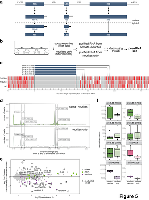 Neuronal processes contain the essential components for the late steps of ribosome biogenesis