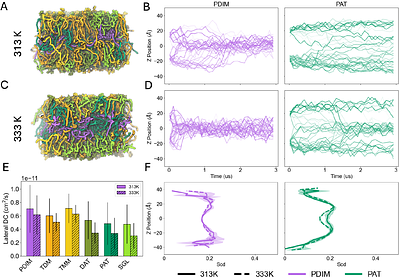 Dynamic Architecture of Mycobacterial Outer Membranes Revealed by All-Atom Simulations