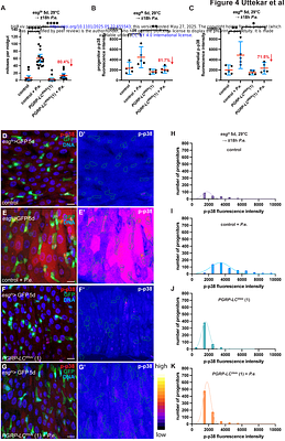Recognition of pathogenic bacteria by intestinal progenitors promotes adult Drosophila midgut regeneration via PGRP-MKK3-p38 signalling.