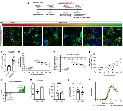 High neuron-microglia interaction at the node of Ranvier predicts recovery in an inflammatory model of Multiple Sclerosis