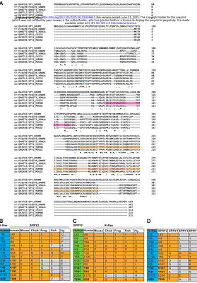 Proteomics- and BRET-screens identify SPRY2 as Ras effector that impacts its membrane organisation