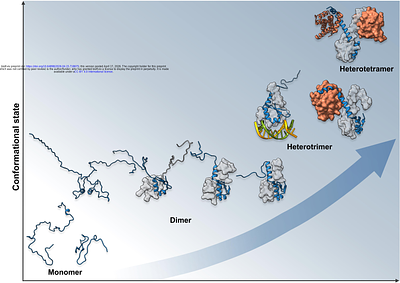 Ionic strength modulates structural disorder and protein oligomerization in the marginally disordered Phd transcription factor