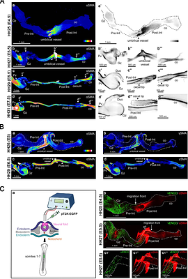 Three-Dimensional-Mapping of Smooth Muscle Morphogenesis in the Vertebrate Gastrointestinal Tract