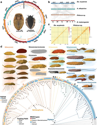 Stepwise GRN co-option in the evolution of a dipteran respiratory organ