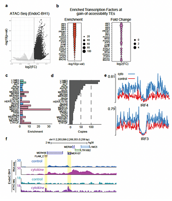 Stress-induced endogenous-dsRNAs drive beta-cells to IFN-I state
